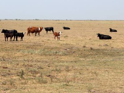 Con sequías, dos tercios de municipios del país: SMN